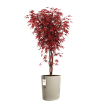 eden aquacare high 40cm tortora tenue